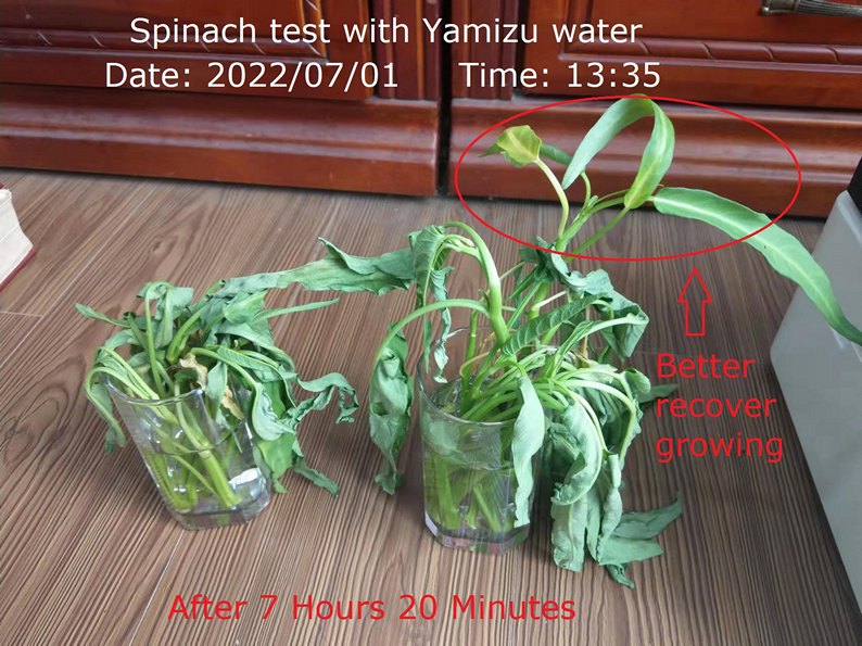 Water test on spinach